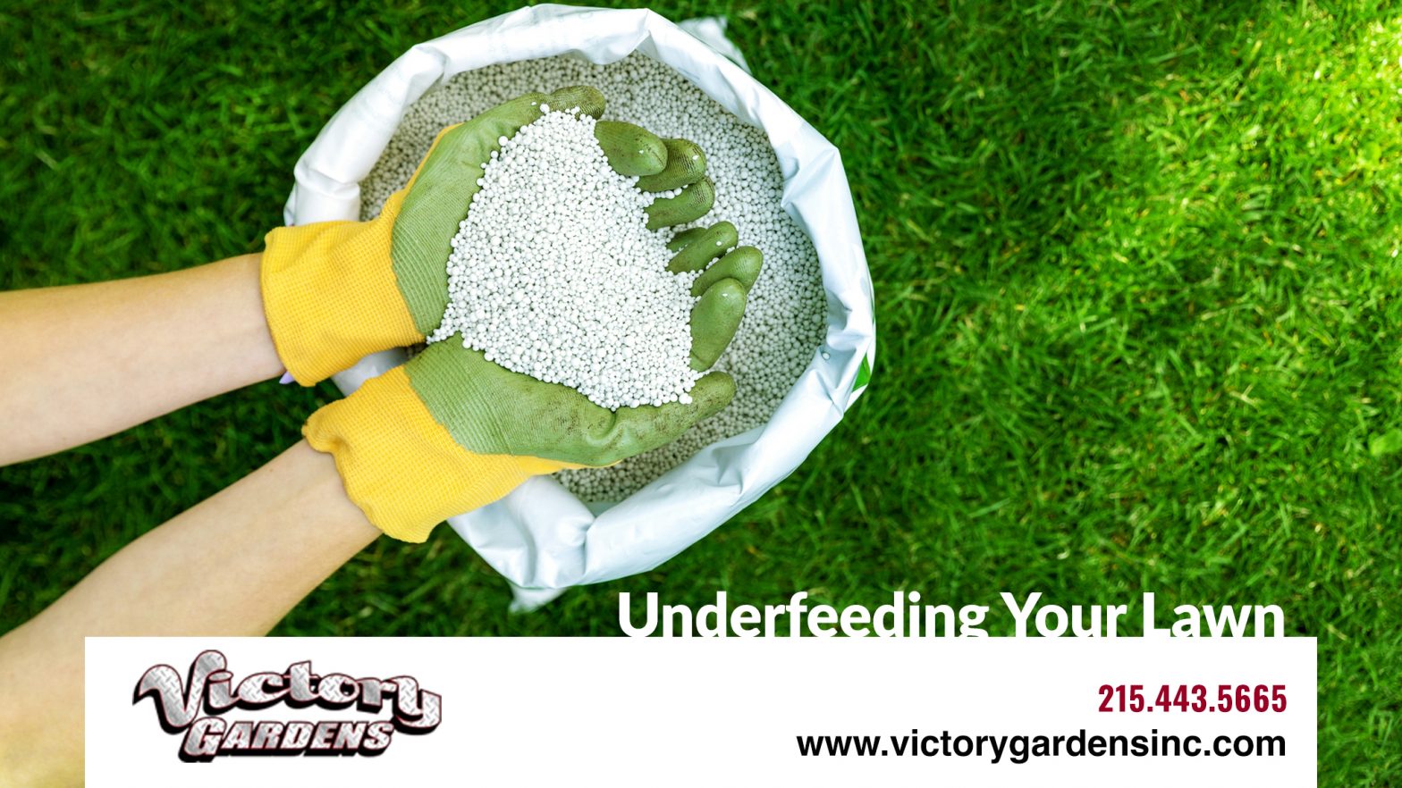 Underfeeding your lawn.